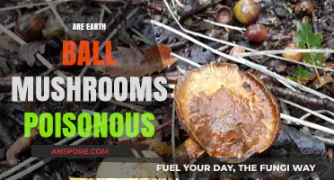 Are Earth Ball Mushrooms Poisonous? A Comprehensive Guide to Safety