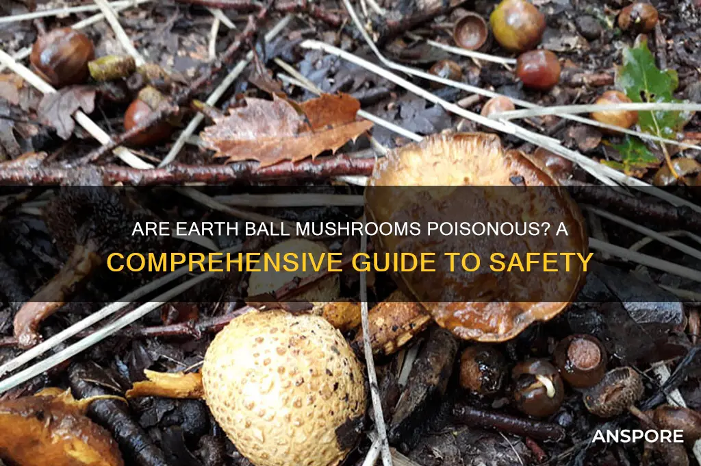 are earth ball mushrooms poisonous