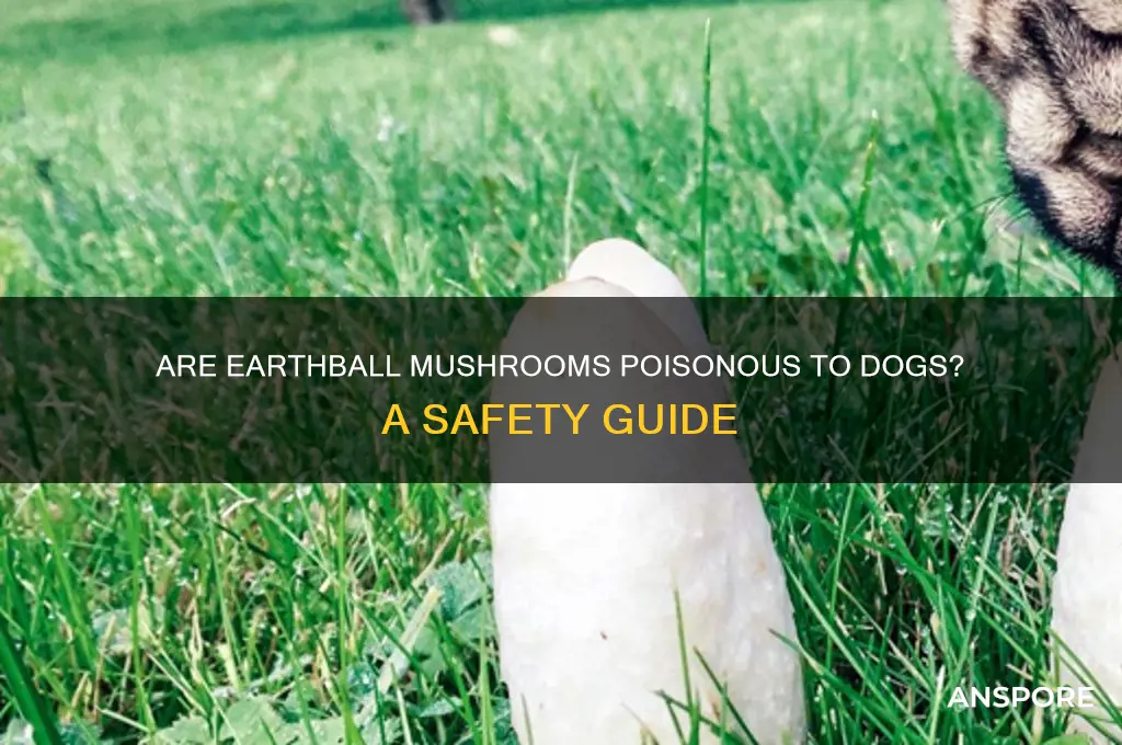 are earthball mushrooms poisonous to dogs