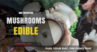 Are Earthstar Mushrooms Edible? A Guide to Safety and Identification