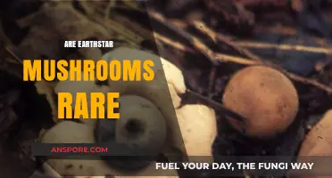 Where to Find Rare Earthstar Mushrooms