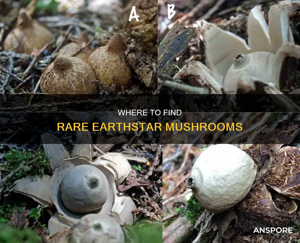 are earthstar mushrooms rare