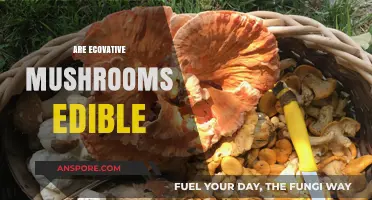Can You Eat Ecovative Mushrooms? Exploring Their Edibility and Uses