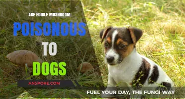 Can Dogs Safely Eat Edible Mushrooms? Risks and Precautions Explained