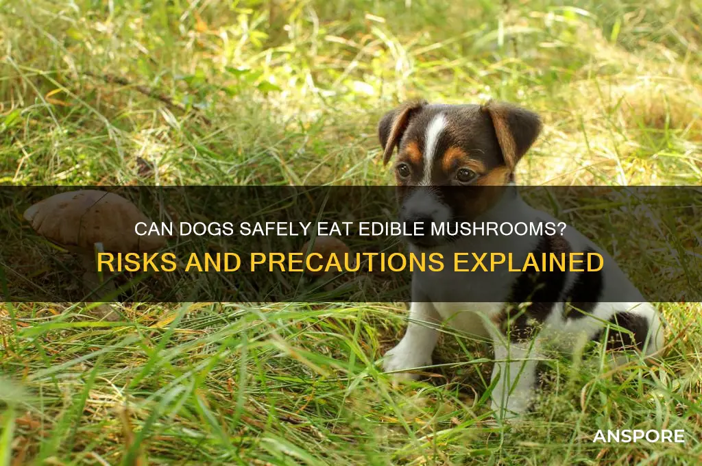 are edible mushroom poisonous to dogs