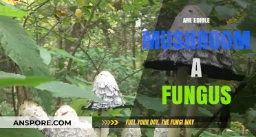 Are Edible Mushrooms Fungi? Unveiling the Truth About These Delicacies
