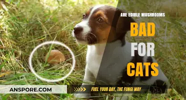 Can Cats Eat Mushrooms? Risks of Edible Varieties Explained