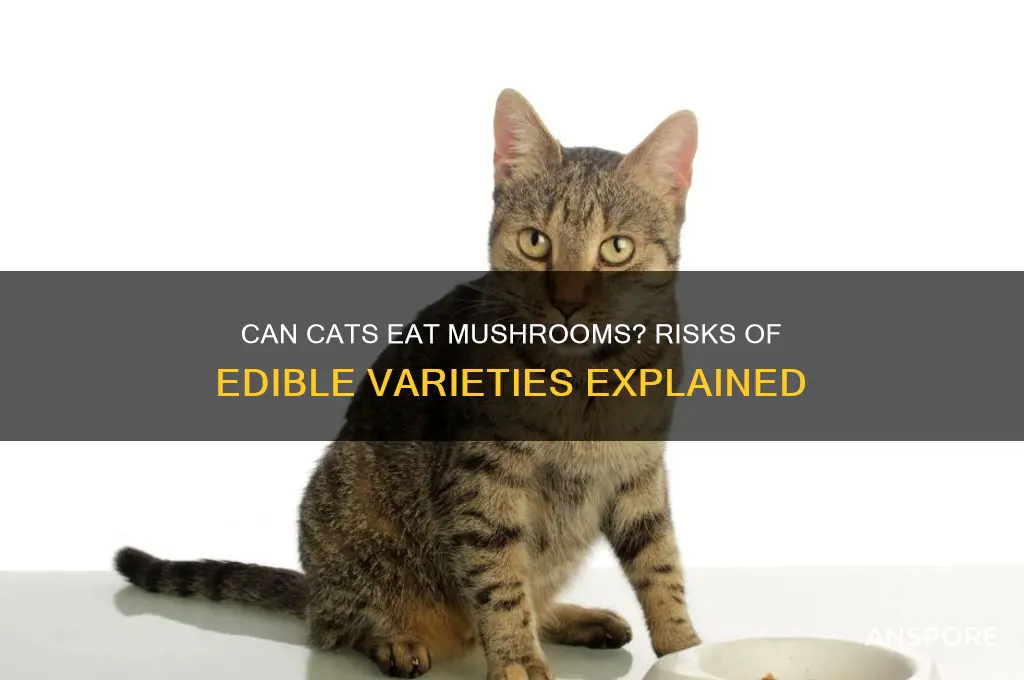 are edible mushrooms bad for cats