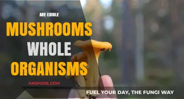 Are Edible Mushrooms Whole Organisms? Unveiling the Fungal Mystery