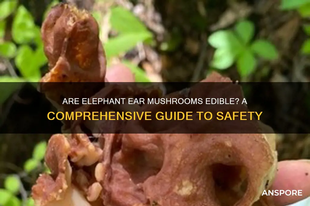 are elephant ear mushrooms edible