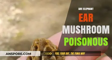 Are Elephant Ear Mushrooms Poisonous? A Comprehensive Guide to Safety