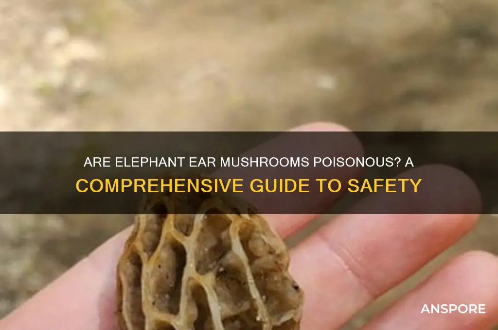 are elephant ear mushrooms poisonous