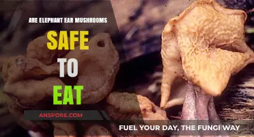 Are Elephant Ear Mushrooms Safe? A Comprehensive Edibility Guide