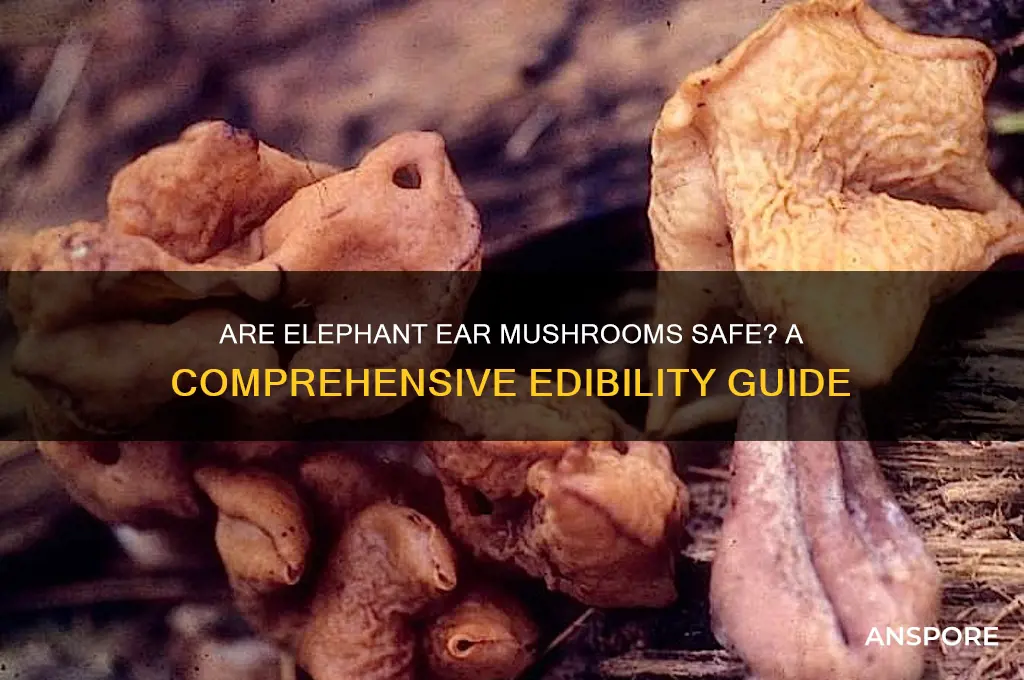 are elephant ear mushrooms safe to eat