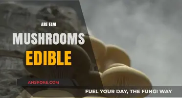 Are Elm Mushrooms Edible? A Guide to Safe Foraging and Consumption
