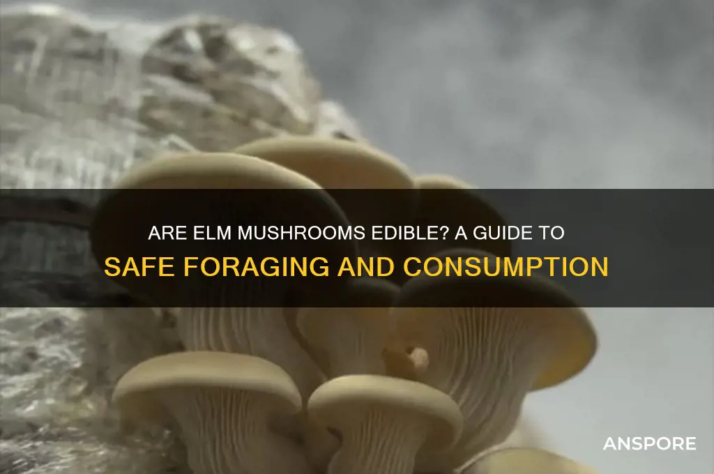 are elm mushrooms edible