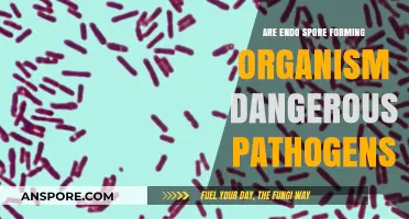 Endospore-Forming Organisms: Dangerous Pathogens or Harmless Survivors?