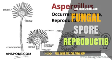 Endospores vs. Fungal Spores: Are They Reproductive Structures?
