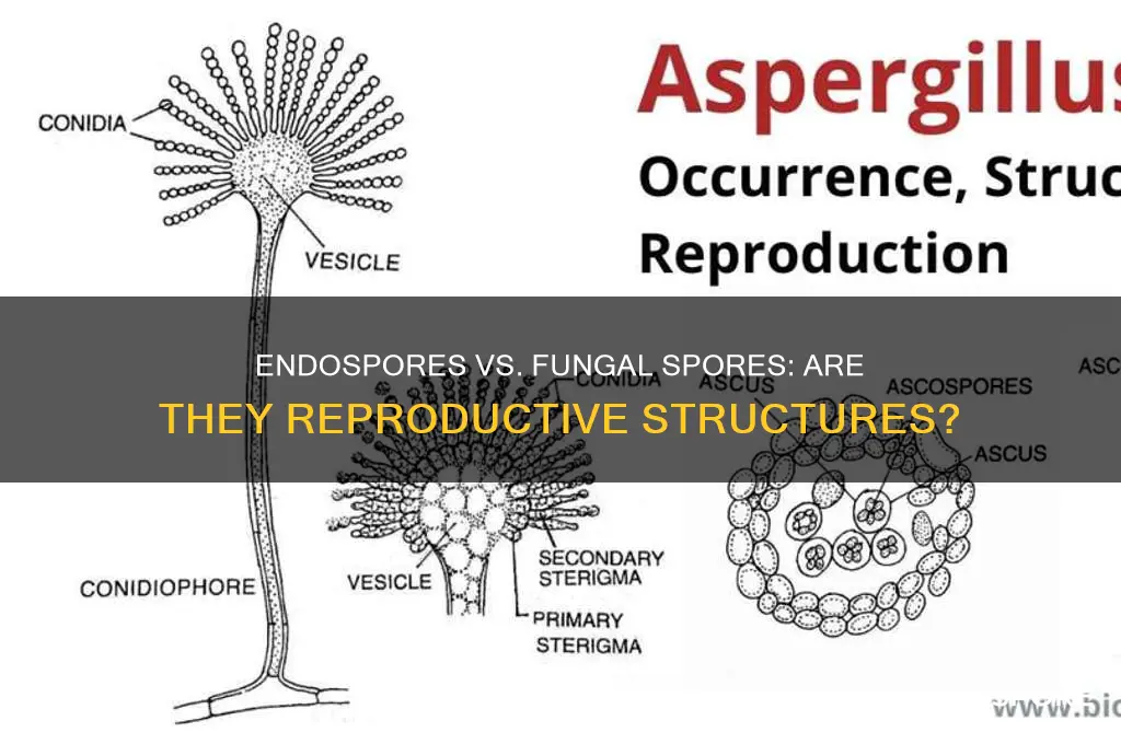 are endospores and fungal spore reproductibe