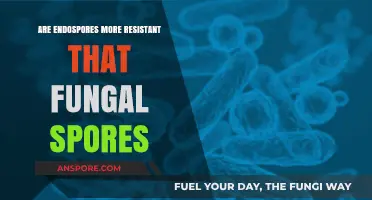 Endospores vs. Fungal Spores: Which Survives Harsh Conditions Better?