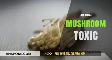 Enoki Mushrooms: Are They Toxic?