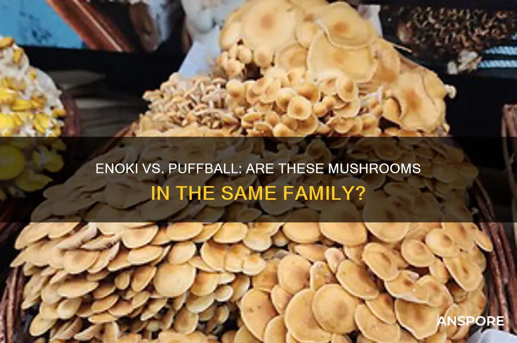 are enoki mushrooms and puffball mushrooms in the same family
