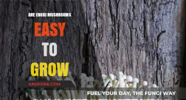 Growing Enoki Mushrooms: Simple Steps for Successful Home Cultivation