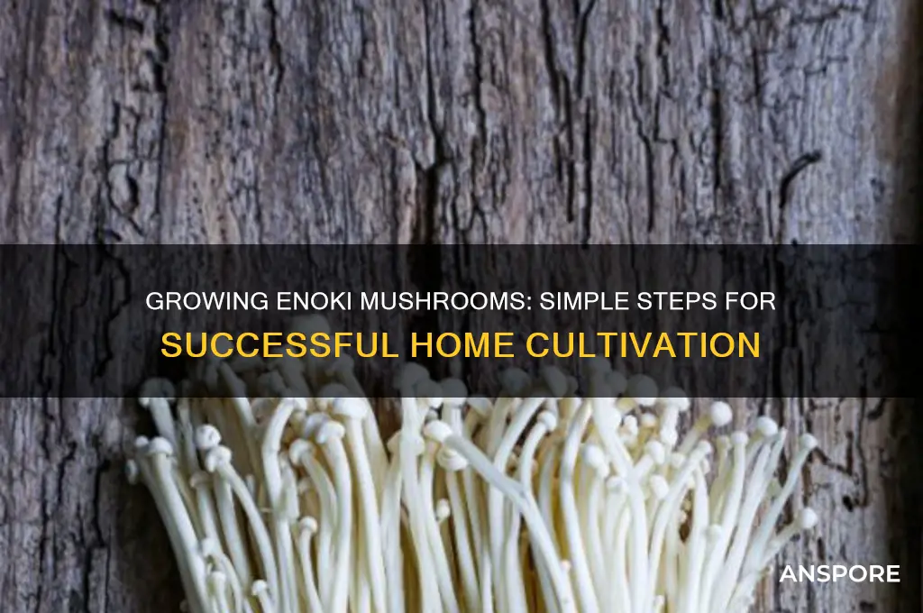 are enoki mushrooms easy to grow