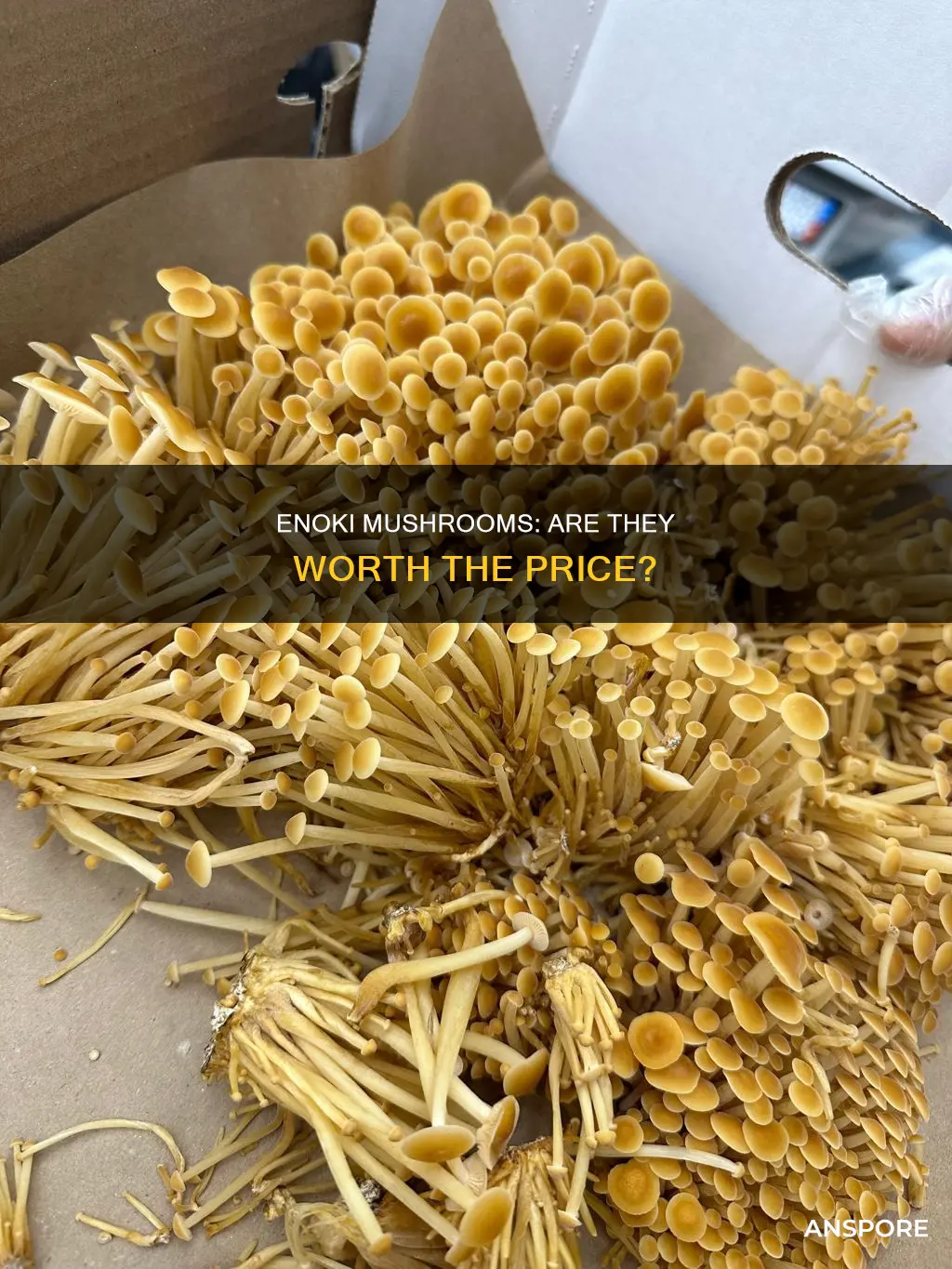 are enoki mushrooms expensive