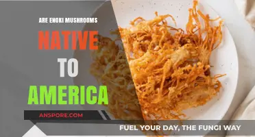 Are Enoki Mushrooms Native to America? Uncovering Their True Origins