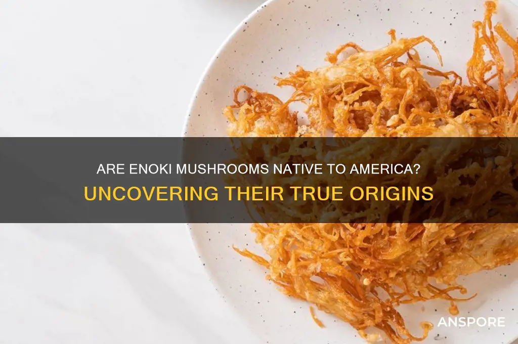 are enoki mushrooms native to america