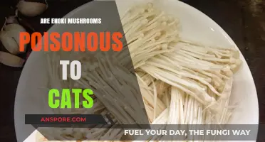 Are Enoki Mushrooms Safe for Cats? Risks and Facts Explained