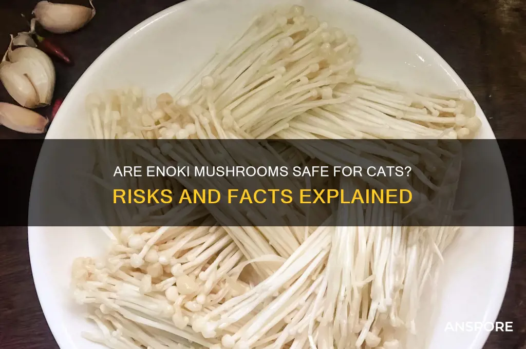 are enoki mushrooms poisonous to cats