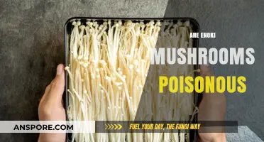 Are Enoki Mushrooms Poisonous? Unveiling the Truth About Their Safety