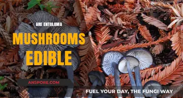 Are Entoloma Mushrooms Edible? A Guide to Safety and Identification