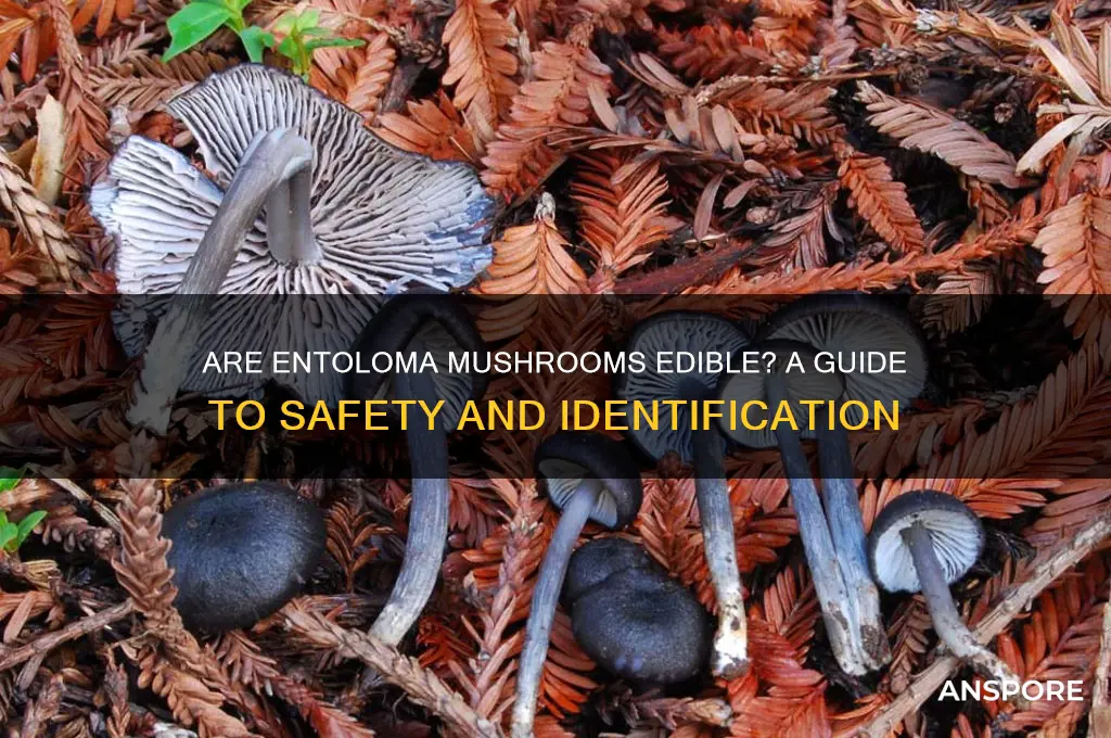 are entoloma mushrooms edible