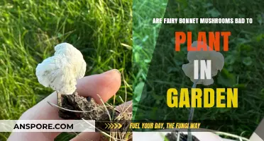 Should You Plant Fairy Bonnet Mushrooms in Your Garden?