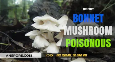 Are Fairy Bonnet Mushrooms Poisonous? A Comprehensive Guide to Safety