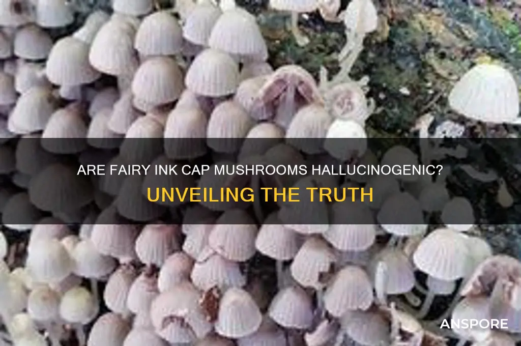 are fairy ink cap mushrooms hallucinogenic