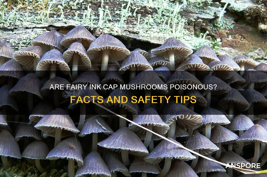 are fairy ink cap mushrooms poisonous