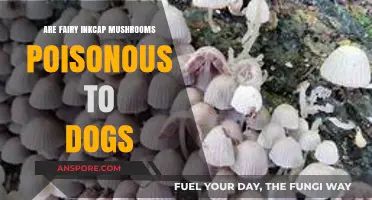 Are Fairy Inkcap Mushrooms Poisonous to Dogs? A Safety Guide