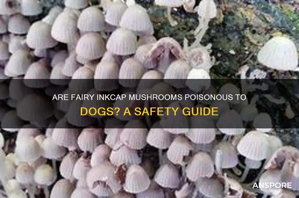 are fairy inkcap mushrooms poisonous to dogs