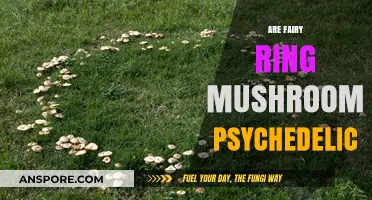 Psychedelic Fairy Ring Mushrooms: A Trippy Adventure