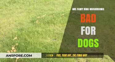 Are Fairy Ring Mushrooms Harmful to Dogs? What Pet Owners Need to Know