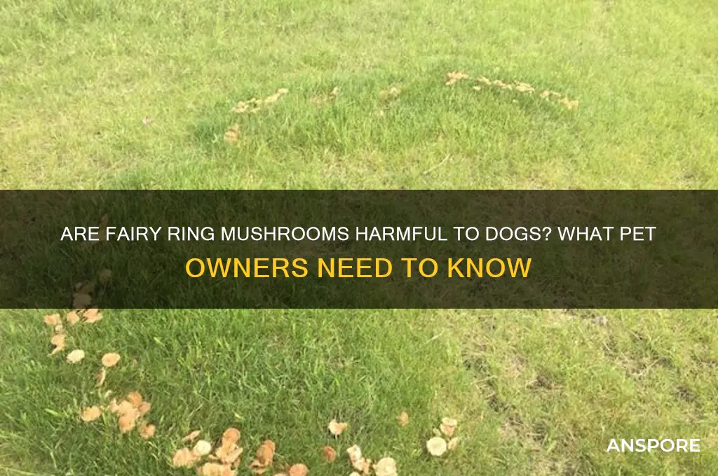 are fairy ring mushrooms bad for dogs