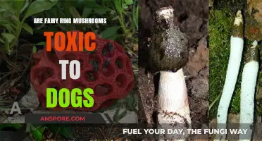 Are Fairy Ring Mushrooms Toxic to Dogs? A Safety Guide