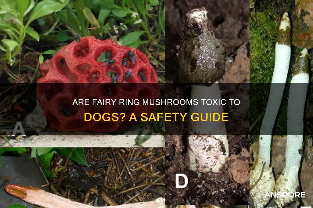 are fairy ring mushrooms toxic to dogs
