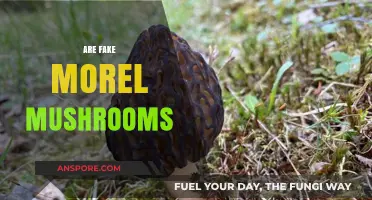 Are Fake Morel Mushrooms Safe? Identifying Look-Alikes and Risks