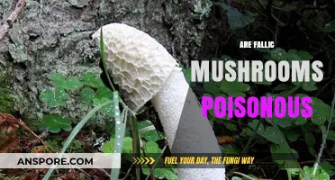 Are Phallic Mushrooms Poisonous? Identifying Toxic Look-Alikes Safely