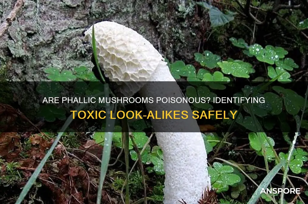 are fallic mushrooms poisonous
